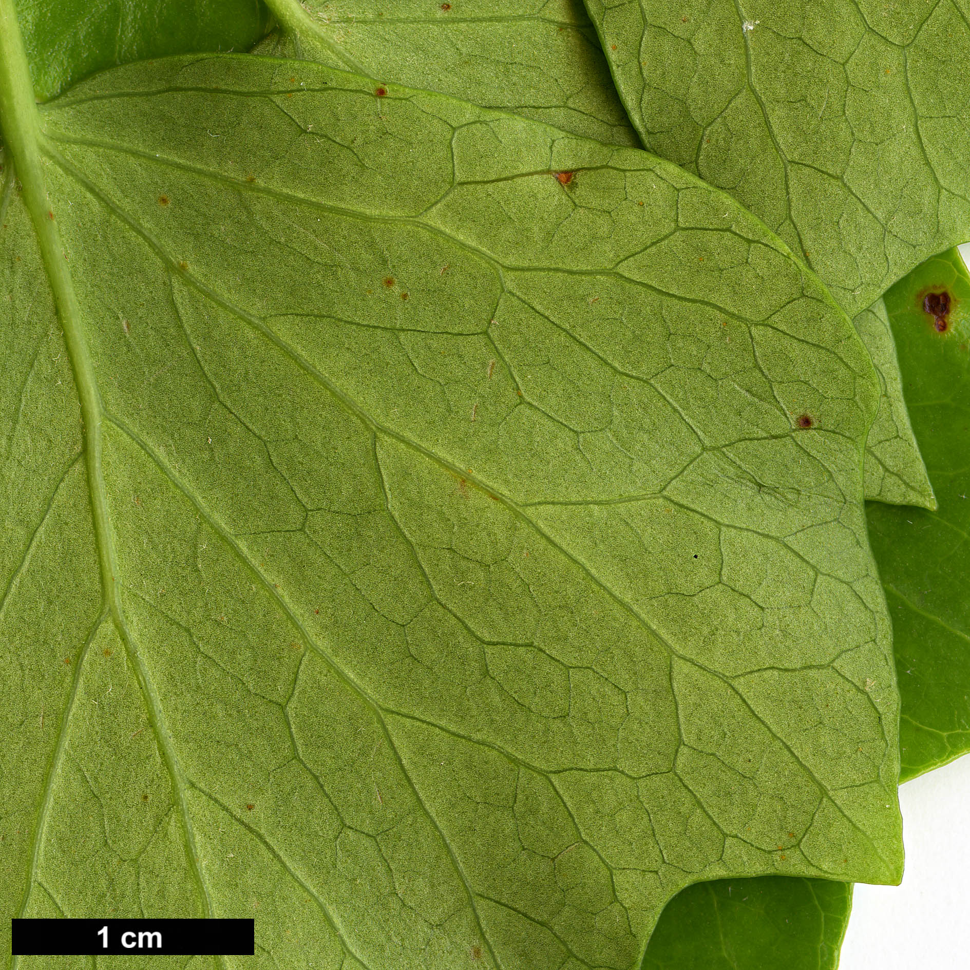 High resolution image: Family: Araliaceae - Genus: Hedera - Taxon: azorica